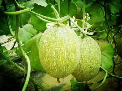 濟南市振興十大農業特色產業暨&ldquo;菜籃子&rdquo;工程現場推進會走進刁鎮